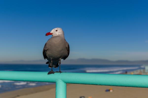 The Morning the Seagull Didn't Take Flight
